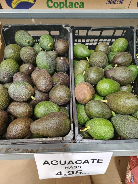 Aguacate Hass